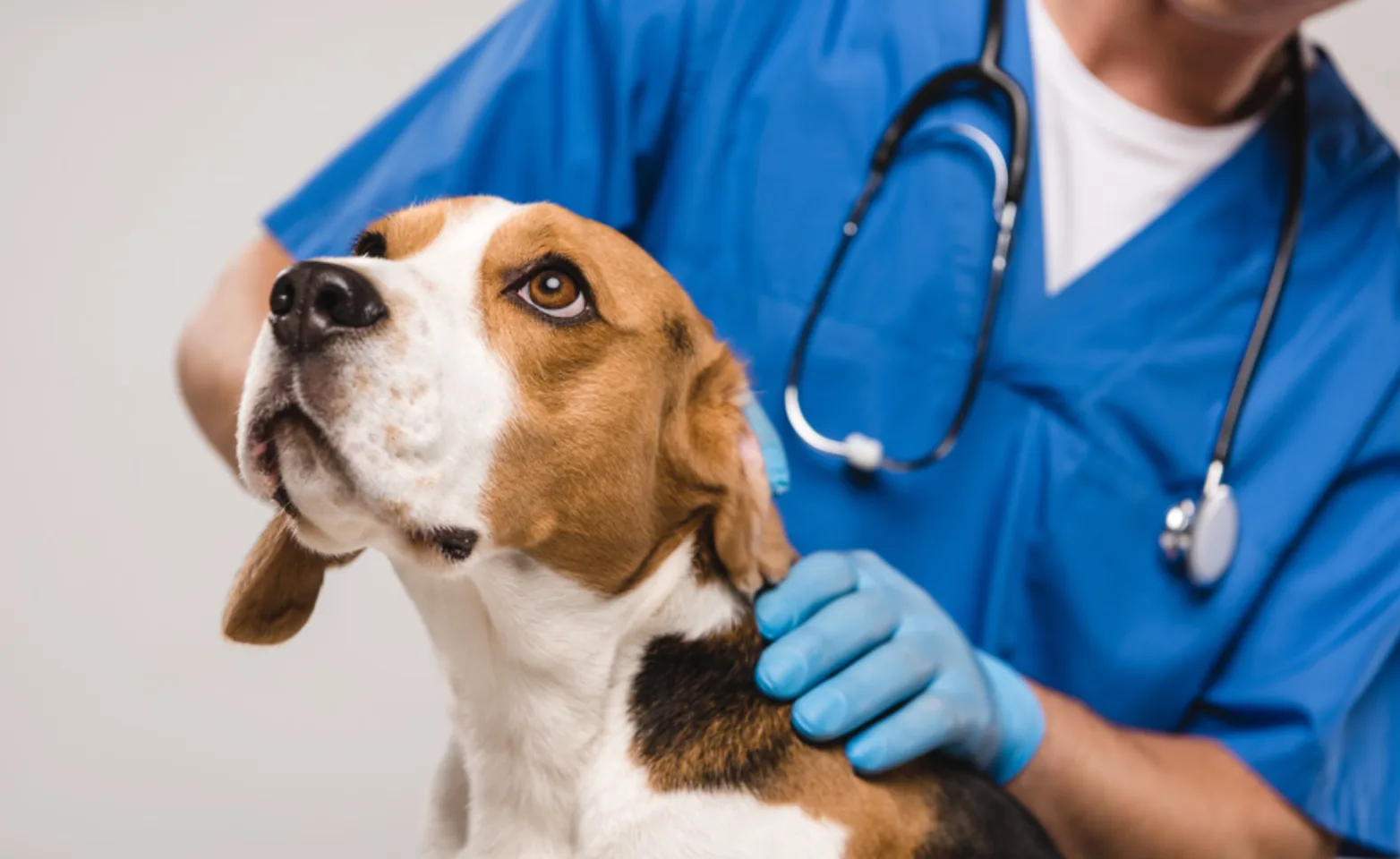 Beagle being examined by veterinarian